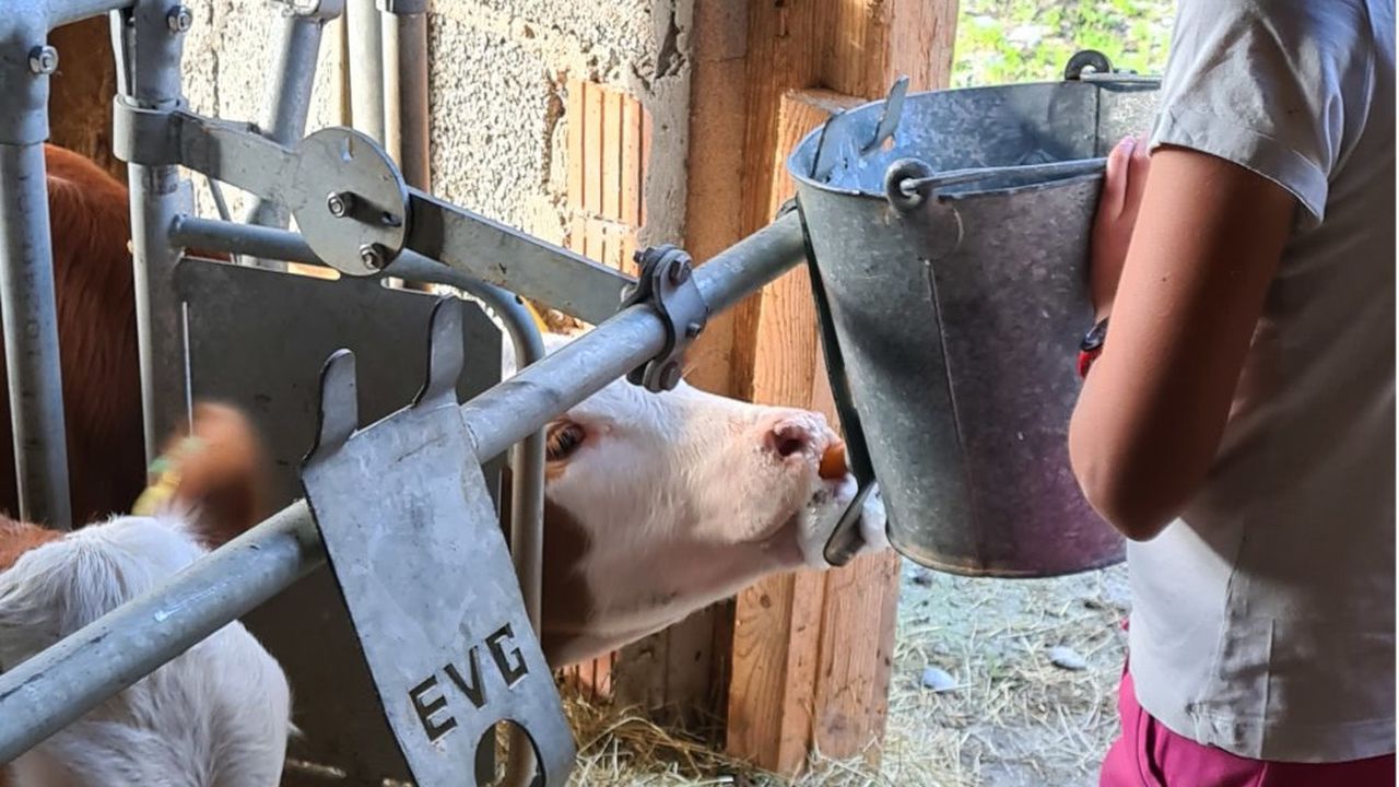 Kälbchen tränken Kälbchen tränken